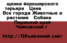 щенки йоркширского терьера › Цена ­ 20 000 - Все города Животные и растения » Собаки   . Пермский край,Чайковский г.